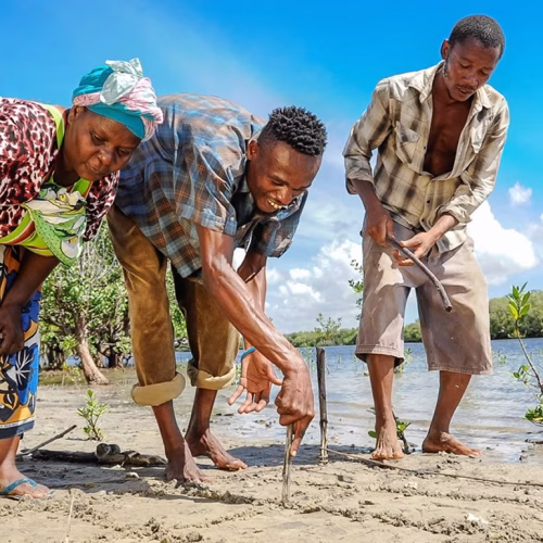 Mikoko Pamoja: A Demonstrably Effective Community-Based Blue Carbon Project in Kenya